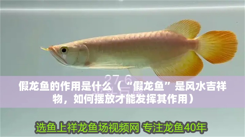 假龍魚的作用是什么（“假龍魚”是風水吉祥物，如何擺放才能發揮其作用）