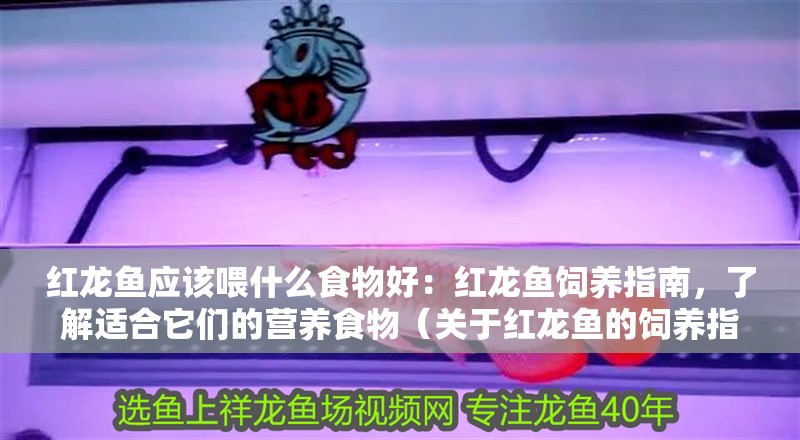 紅龍魚應該喂什么食物好：紅龍魚飼養指南，了解適合它們的營養食物（關于紅龍魚的飼養指南）