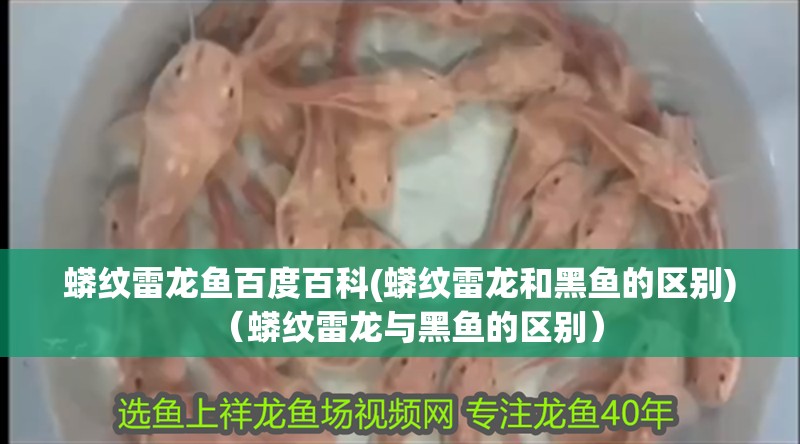 蟒紋雷龍魚百度百科(蟒紋雷龍和黑魚的區別)（蟒紋雷龍與黑魚的區別）