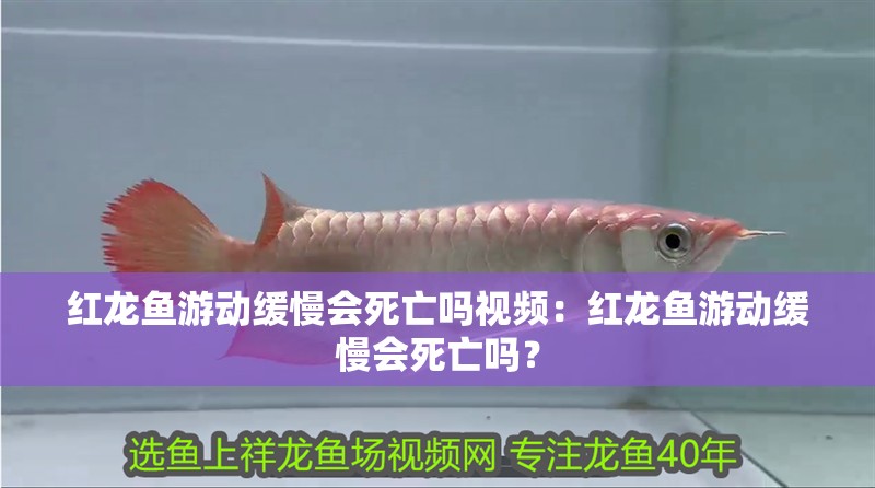 紅龍魚游動緩慢會死亡嗎視頻：紅龍魚游動緩慢會死亡嗎？