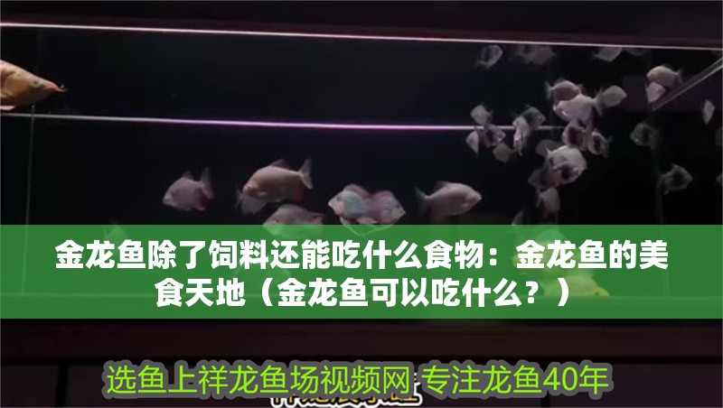 金龍魚除了飼料還能吃什么食物：金龍魚的美食天地（金龍魚可以吃什么？）