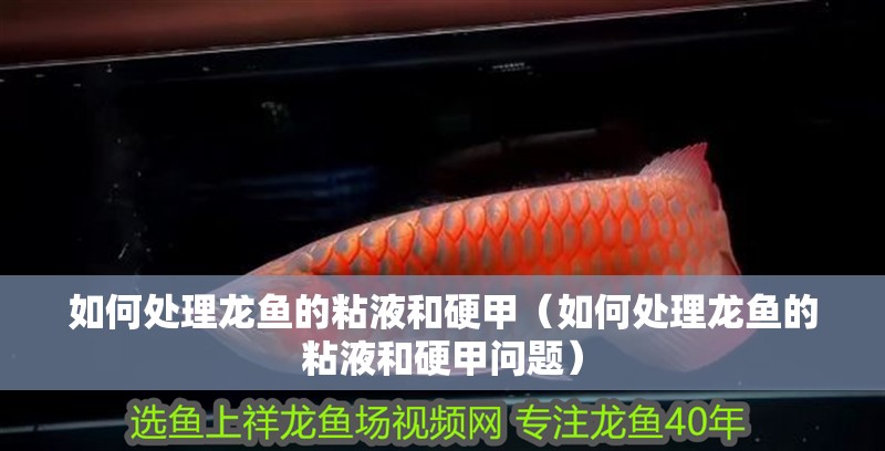 如何處理龍魚的粘液和硬甲（如何處理龍魚的粘液和硬甲問題）