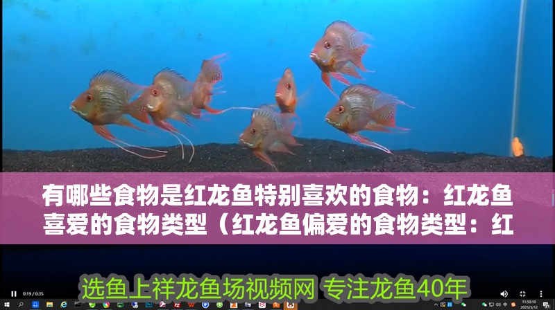 有哪些食物是紅龍魚特別喜歡的食物：紅龍魚喜愛的食物類型（紅龍魚偏愛的食物類型：紅龍魚偏愛的食物類型：紅龍魚）