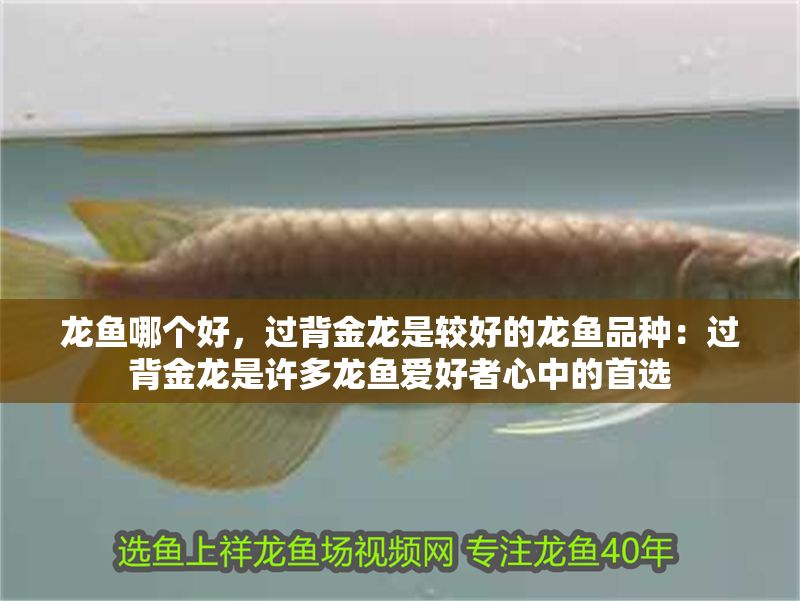 龍魚哪個好，過背金龍是較好的龍魚品種：過背金龍是許多龍魚愛好者心中的首選