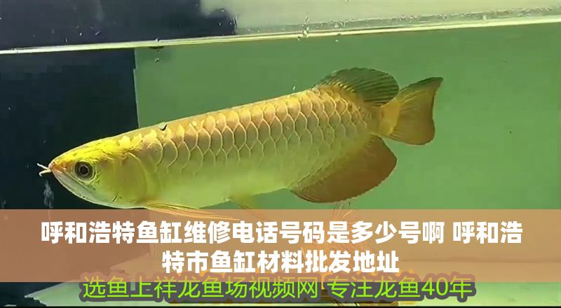 呼和浩特魚缸維修電話號碼是多少號啊 呼和浩特市魚缸材料批發(fā)地址
