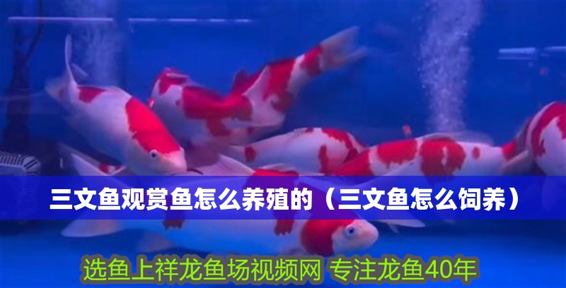 三文魚觀賞魚怎么養(yǎng)殖的（三文魚怎么飼養(yǎng)）