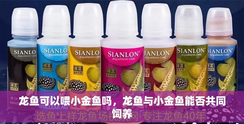 龍魚可以喂小金魚嗎，龍魚與小金魚能否共同飼養