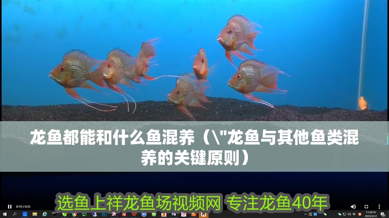 龍魚都能和什么魚混養(yǎng)（\