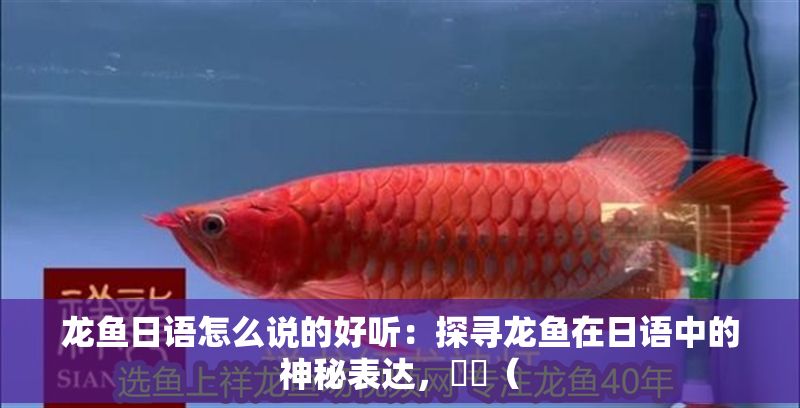 龍魚日語怎么說的好聽：探尋龍魚在日語中的神秘表達，竜魚（
