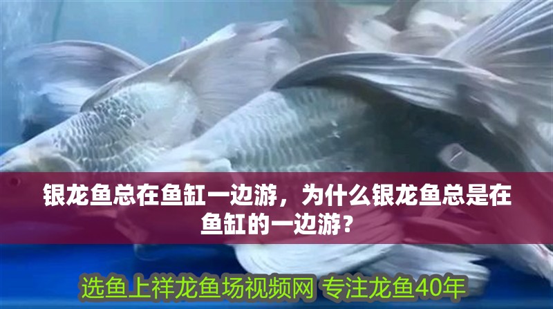 銀龍魚(yú)總在魚(yú)缸一邊游，為什么銀龍魚(yú)總是在魚(yú)缸的一邊游？