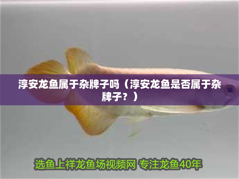 <strong><mark>淳安</mark></strong>龍魚屬于雜牌子嗎（<strong><mark>淳安</mark></strong>龍魚是否屬于雜牌子？）
