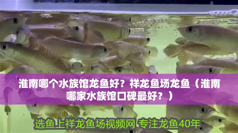 淮南哪個水族館龍魚好？祥龍魚場龍魚（淮南哪家水族館口碑最好？）