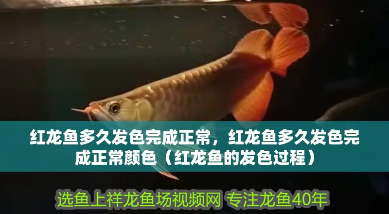 紅龍魚(yú)多久發(fā)色完成正常，紅龍魚(yú)多久發(fā)色完成正常顏色（紅龍魚(yú)的發(fā)色過(guò)程）