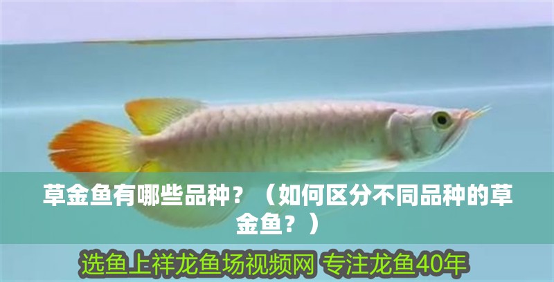 草金魚有哪些品種？（如何區分不同品種的草金魚？）