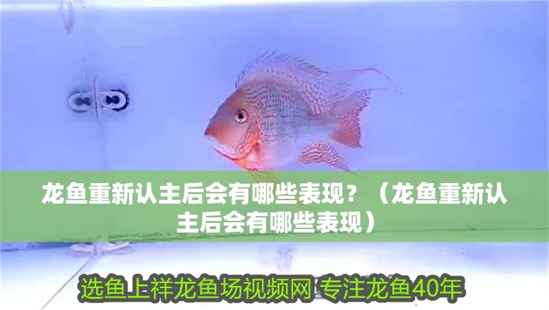 龍魚重新認主后會有哪些表現？（龍魚重新認主后會有哪些表現）