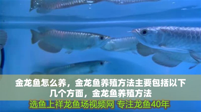 金龍魚怎么養，金龍魚養殖方法主要包括以下幾個方面，金龍魚養殖方法