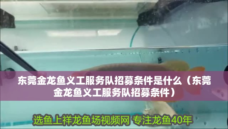 東莞金龍魚義工服務(wù)隊(duì)招募條件是什么（東莞金龍魚義工服務(wù)隊(duì)招募條件）