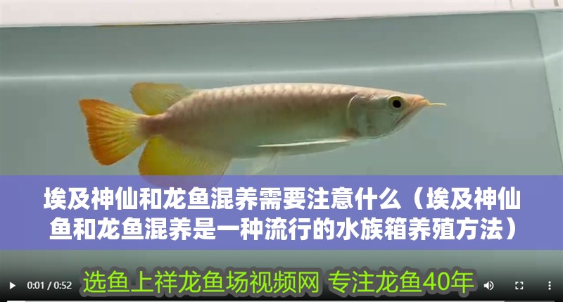 埃及神仙和龍魚混養需要注意什么（埃及神仙魚和龍魚混養是一種流行的水族箱養殖方法）