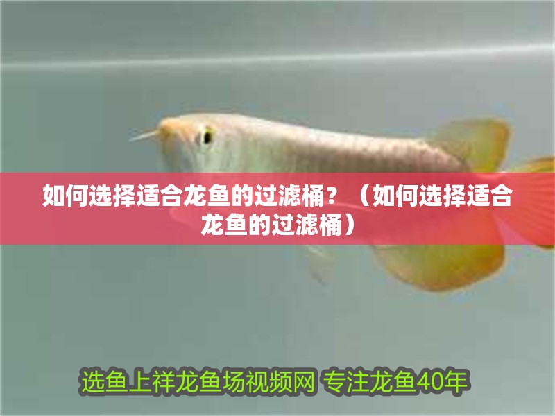 如何選擇適合龍魚的過濾桶？（如何選擇適合龍魚的過濾桶）