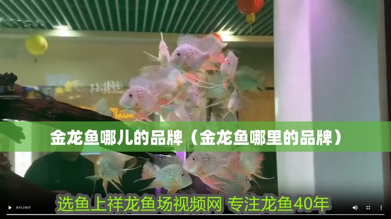 金龍魚哪兒的品牌（金龍魚哪里的品牌）