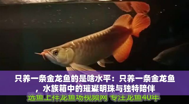 只養一條金龍魚的是啥水平：只養一條金龍魚，水族箱中的璀璨明珠與獨特陪伴