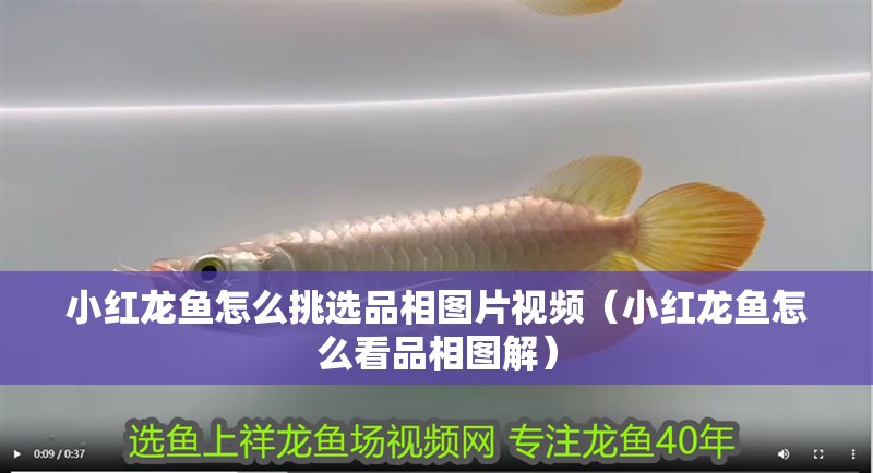 小紅龍魚怎么挑選品相圖片視頻（小紅龍魚怎么看品相圖解）