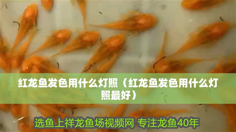 紅龍魚發色用什么燈照（紅龍魚發色用什么燈照最好）