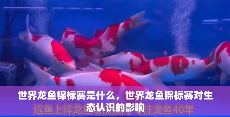 世界龍魚錦標賽是什么，世界龍魚錦標賽對生態認識的影響