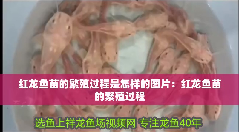 紅龍魚苗的繁殖過程是怎樣的圖片：紅龍魚苗的繁殖過程
