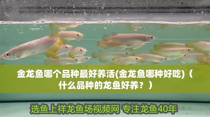 金龍魚哪個(gè)品種最好養(yǎng)活(金龍魚哪種好吃)（什么品種的龍魚好養(yǎng)？）