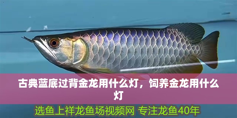 古典藍底過背金龍用什么燈，飼養金龍用什么燈