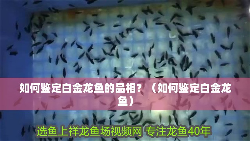 如何鑒定白金龍魚的品相？（如何鑒定白金龍魚）