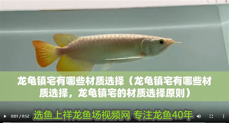 龍龜鎮宅有哪些材質選擇（龍龜鎮宅有哪些材質選擇，龍龜鎮宅的材質選擇原則） 龍龜鎮宅有哪些材質選擇（龍龜鎮宅有哪些材質選擇，龍龜鎮宅的材質選擇原則） 觀賞魚百科