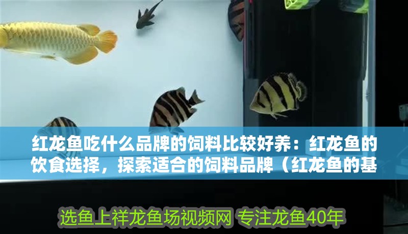 紅龍魚吃什么品牌的飼料比較好養(yǎng)：紅龍魚的飲食選擇，探索適合的飼料品牌（紅龍魚的基本營養(yǎng)需求及牌子）