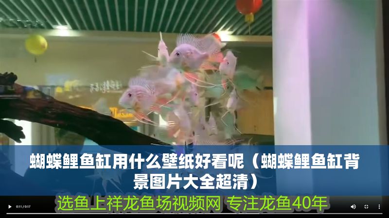 蝴蝶鯉魚缸用什么壁紙好看呢（蝴蝶鯉魚缸背景圖片大全超清）