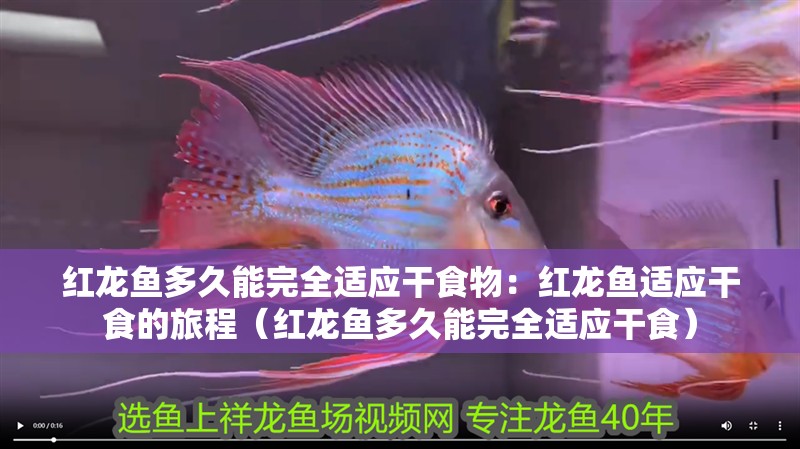 紅龍魚(yú)多久能完全適應(yīng)干食物：紅龍魚(yú)適應(yīng)干食的旅程（紅龍魚(yú)多久能完全適應(yīng)干食）