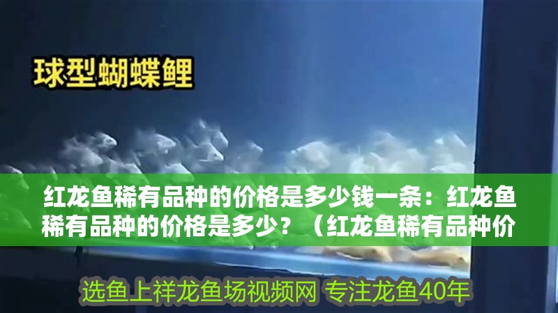 紅龍魚稀有品種的價格是多少錢一條：紅龍魚稀有品種的價格是多少？（紅龍魚稀有品種價格是多少紅龍魚稀有品種的價格是多少）