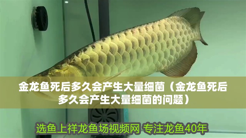 金龍魚死后多久會產生大量細菌（金龍魚死后多久會產生大量細菌的問題）