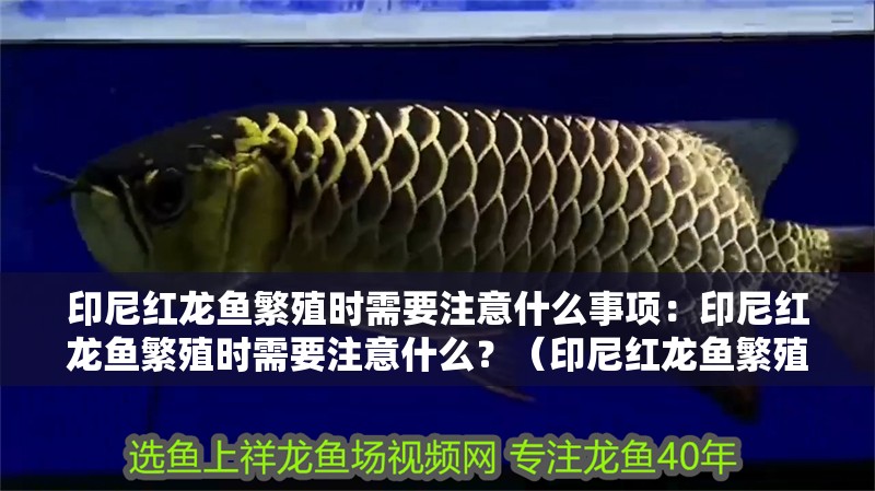 印尼紅龍魚繁殖時(shí)需要注意什么事項(xiàng)：印尼紅龍魚繁殖時(shí)需要注意什么？（印尼紅龍魚繁殖時(shí)需要注意哪些事項(xiàng)）
