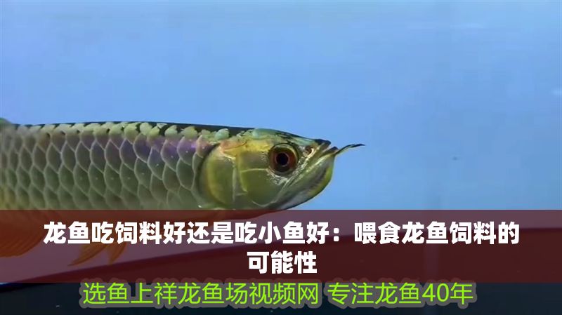 龍魚吃飼料好還是吃小魚好：喂食龍魚飼料的可能性