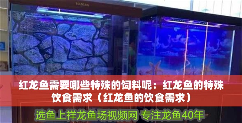 紅龍魚需要哪些特殊的飼料呢：紅龍魚的特殊飲食需求（紅龍魚的飲食需求）