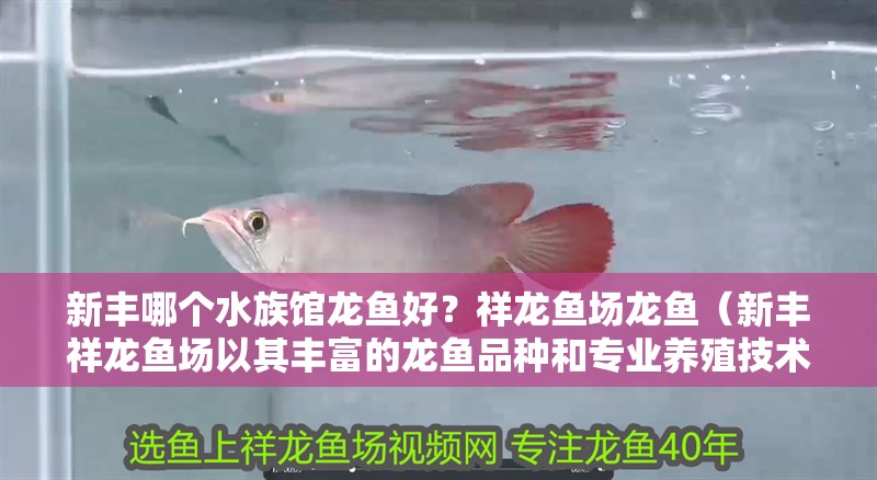 新豐哪個水族館龍魚好？祥龍魚場龍魚（新豐祥龍魚場以其豐富的龍魚品種和專業(yè)養(yǎng)殖技術而聞名） 新豐哪個水族館龍魚好？祥龍魚場龍魚（新豐祥龍魚場以其豐富的龍魚品種和專業(yè)養(yǎng)殖技術而聞名） 龍魚百科