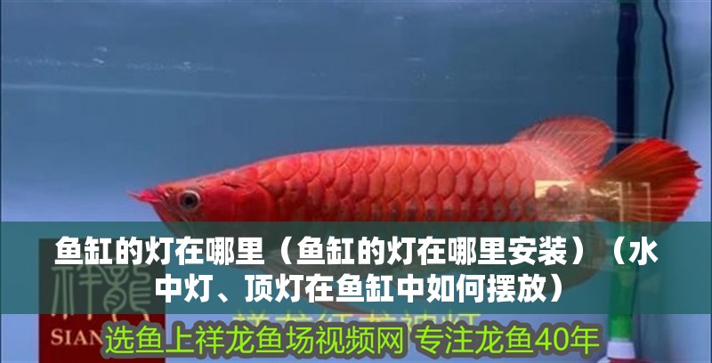 魚缸的燈在哪里（魚缸的燈在哪里安裝）（水中燈、頂燈在魚缸中如何擺放） 魚缸的燈在哪里（魚缸的燈在哪里安裝）（水中燈、頂燈在魚缸中如何擺放） 觀賞魚百科