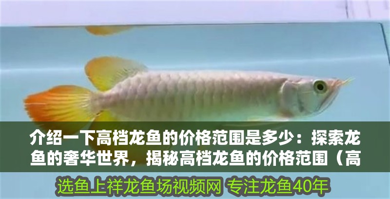 介紹一下高檔龍魚的價格范圍是多少：探索龍魚的奢華世界，揭秘高檔龍魚的價格范圍（高檔龍魚的價格范圍）