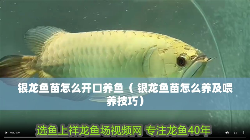 銀龍魚苗怎么開口養魚（ 銀龍魚苗怎么養及喂養技巧）