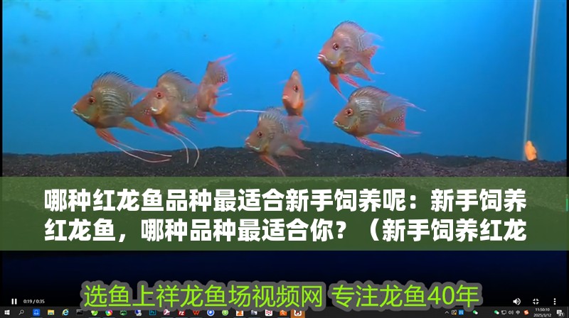 哪種紅龍魚品種最適合新手飼養(yǎng)呢：新手飼養(yǎng)紅龍魚，哪種品種最適合你？（新手飼養(yǎng)紅龍魚的注意事項(xiàng)） 哪種紅龍魚品種最適合新手飼養(yǎng)呢：新手飼養(yǎng)紅龍魚，哪種品種最適合你？（新手飼養(yǎng)紅龍魚的注意事項(xiàng)） 水族問答