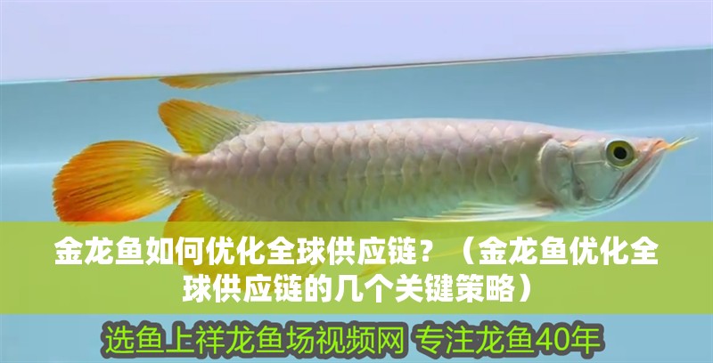 金龍魚如何優化全球供應鏈？（金龍魚優化全球供應鏈的幾個關鍵策略）