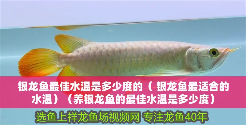銀龍魚最佳水溫是多少度的（ 銀龍魚最適合的水溫）（養銀龍魚的最佳水溫是多少度）