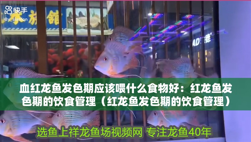 血紅龍魚發色期應該喂什么食物好：紅龍魚發色期的飲食管理（紅龍魚發色期的飲食管理）