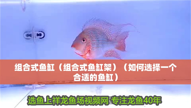 組合式魚缸（組合式魚缸架）（如何選擇一個合適的魚缸）